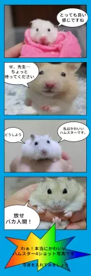 カラフル 漫画 ハムスター ポスター ウェブバナー